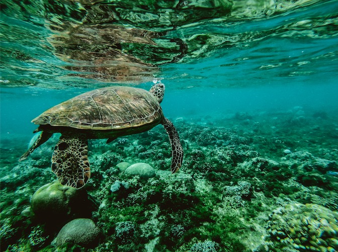 Nadar con Tortugas en Akumal: Cuándo, Dónde y Cómo Hacerlo